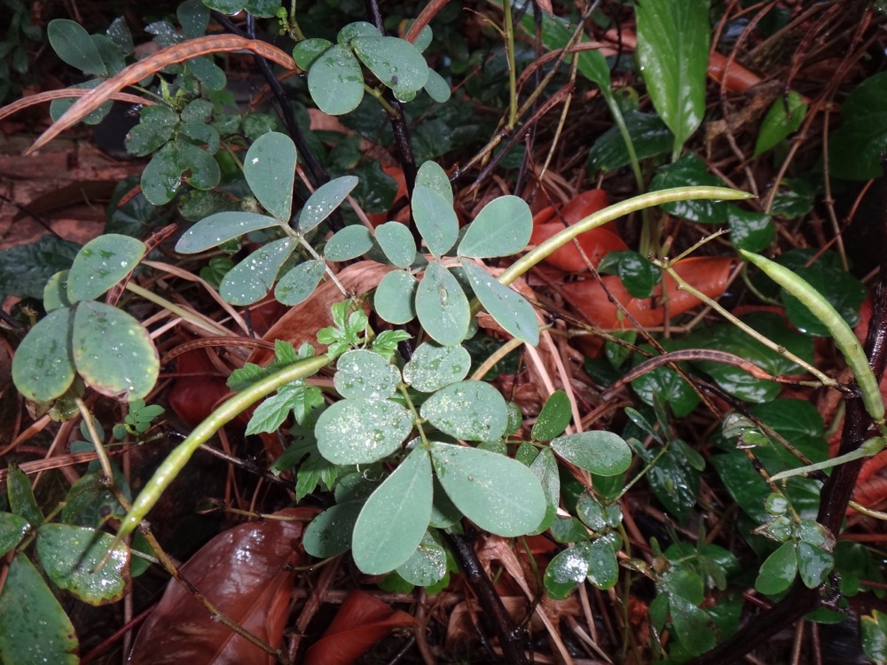 Cassia Tora